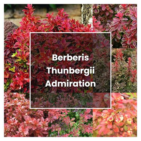 Japanese Barberry (Berberis thunbergii) Growing & Care Guide 